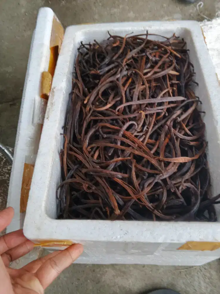 Vanili Kering Lentur & Vanili Vacum