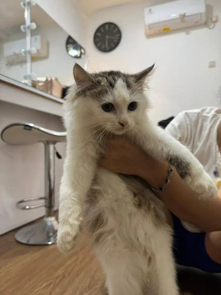 Kucing Murah Turunan British