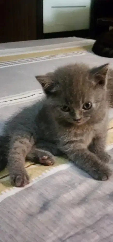 British Shorthair Jantan 2.5 Bulan