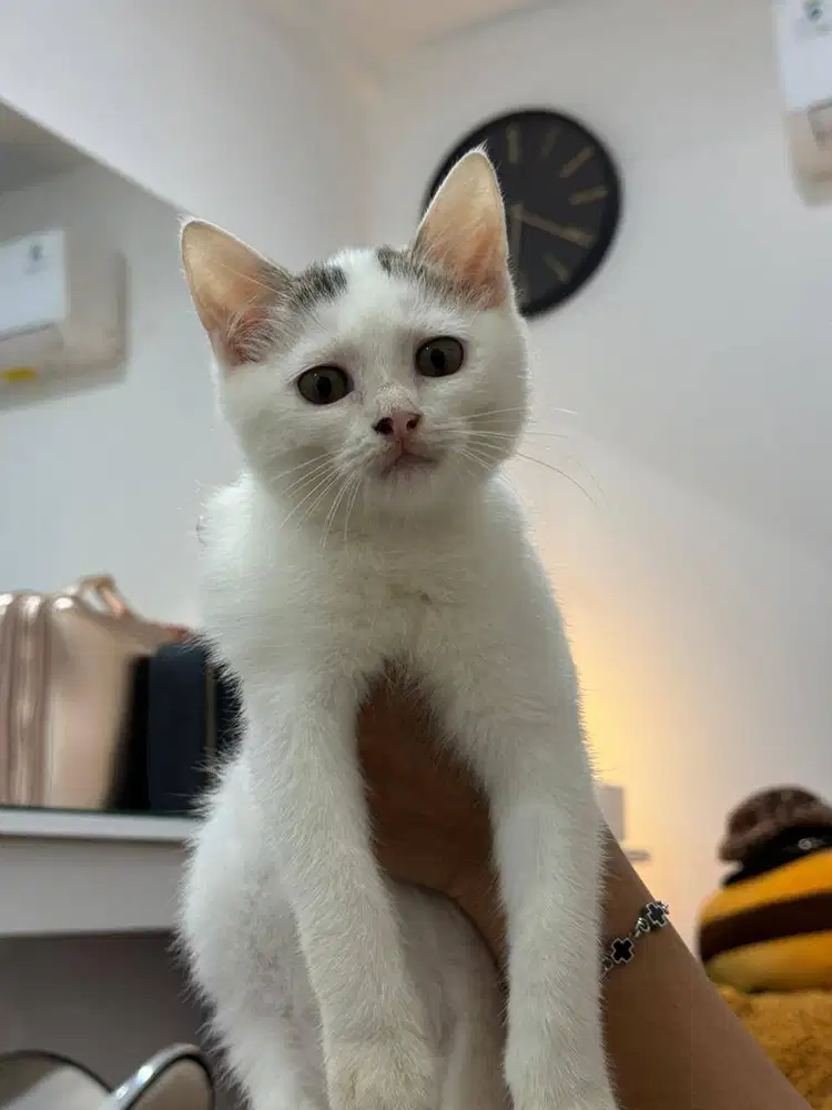 Kucing Murah Jual Cepat