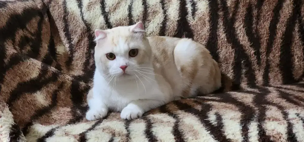 Scottish Fold Jantan 1.6 Tahun