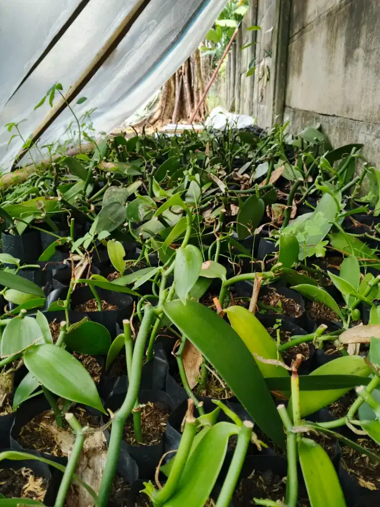 Bibit vanili planifolia