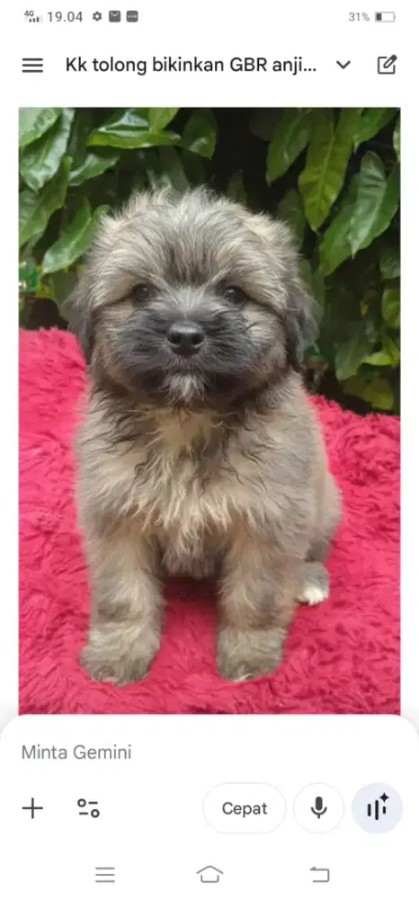 Shintzhu puppy mix pom 2bulan  jantan