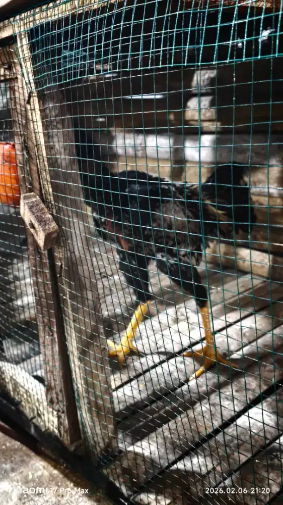 Ayam bangkok jantan betina