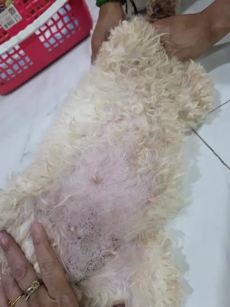 Jual Indukan poodle putih hamil