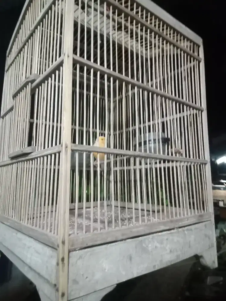 Burung kenari fulset