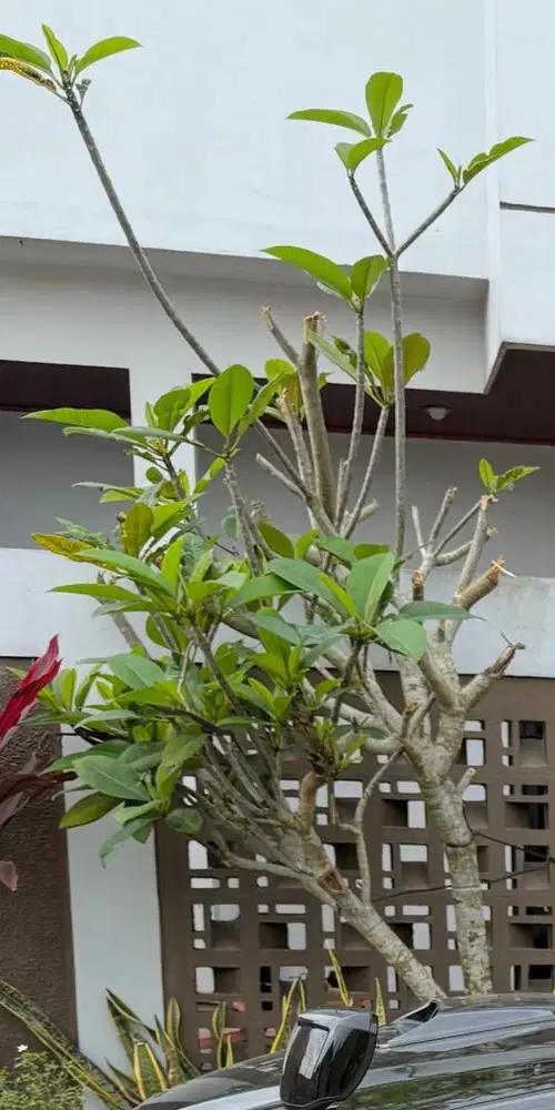 lowongan kerja Asisten Rumah Tangga