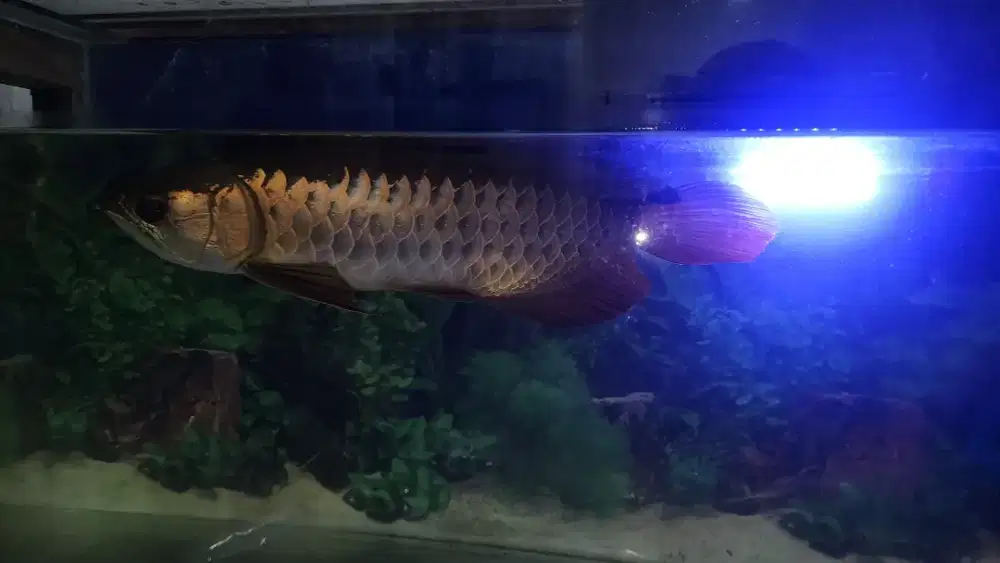 Ikan Arwana Golden