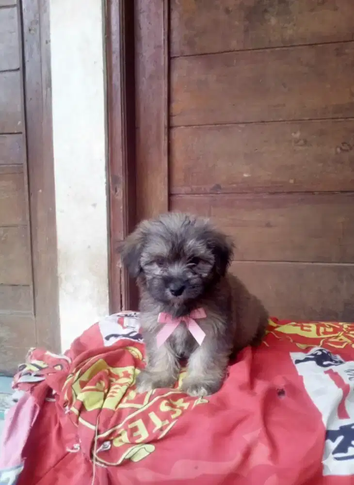 Shintzhu puppy betina mix pom 2bulan