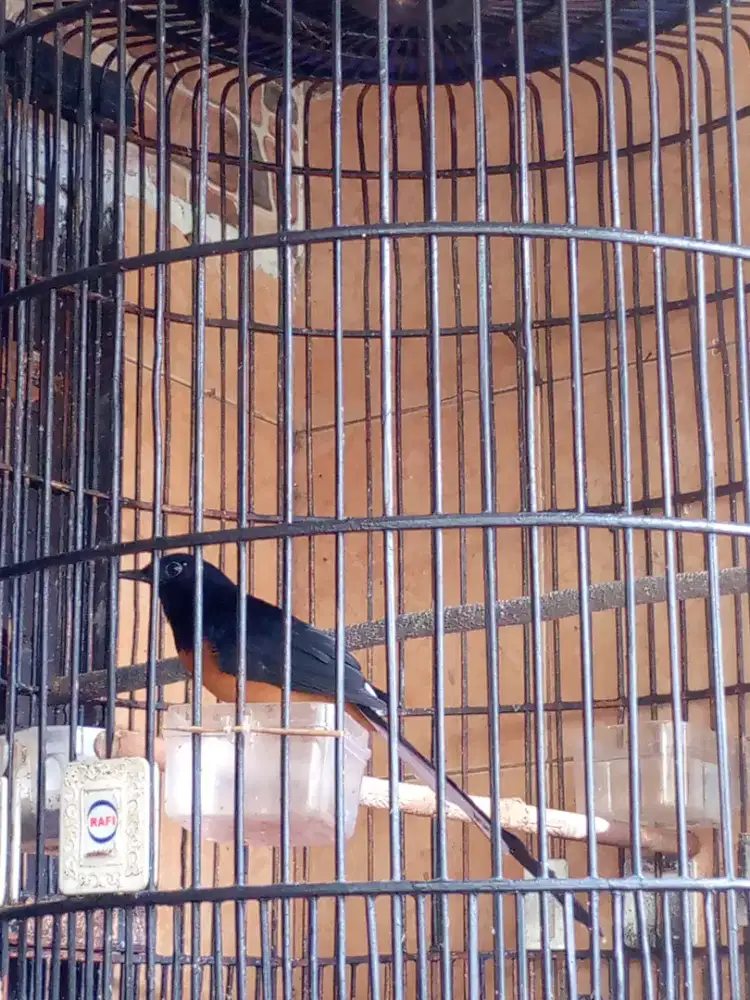 Murai split albino fs