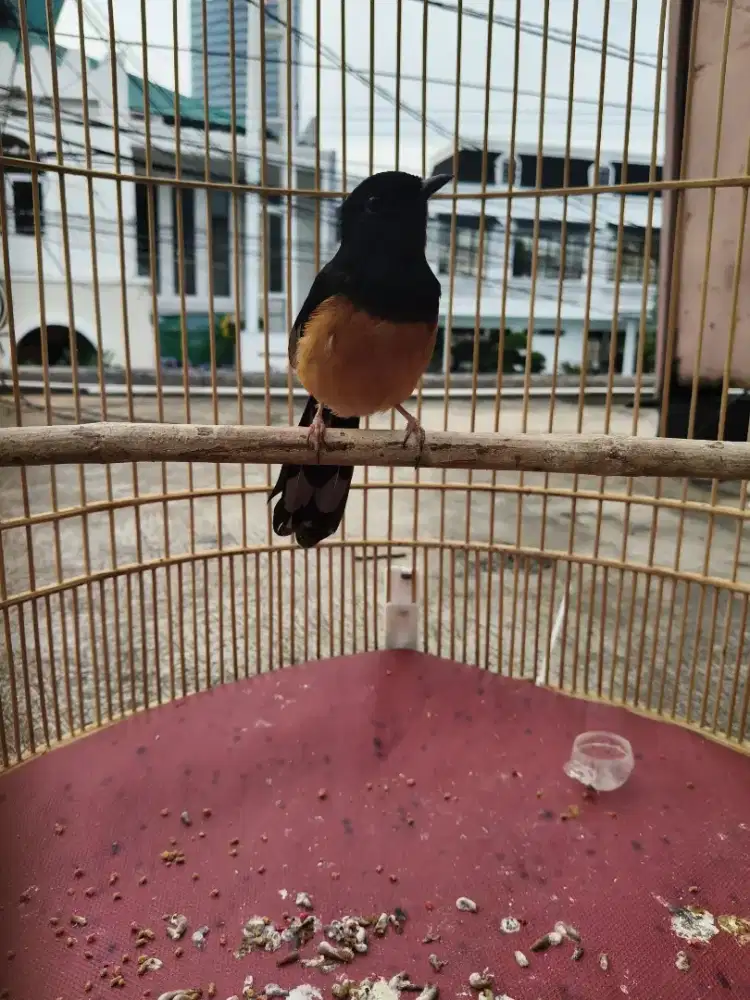 Jual murai ni br lepas trotol