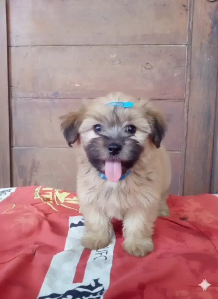 Shintzhu pupy mix pom betina 2bln