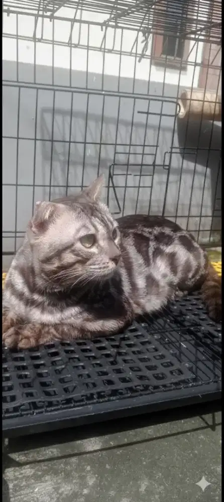 B3n9al Charcoal jantan