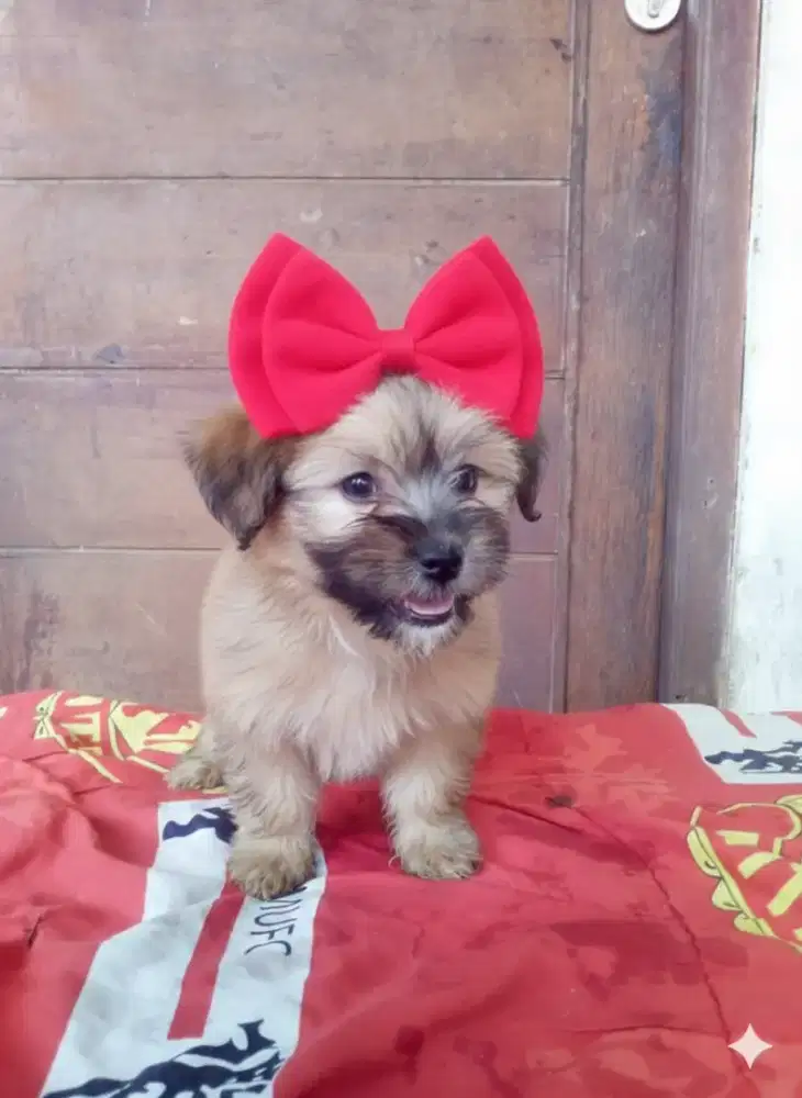 Shintzhu puppy mix pom betina 2bulan