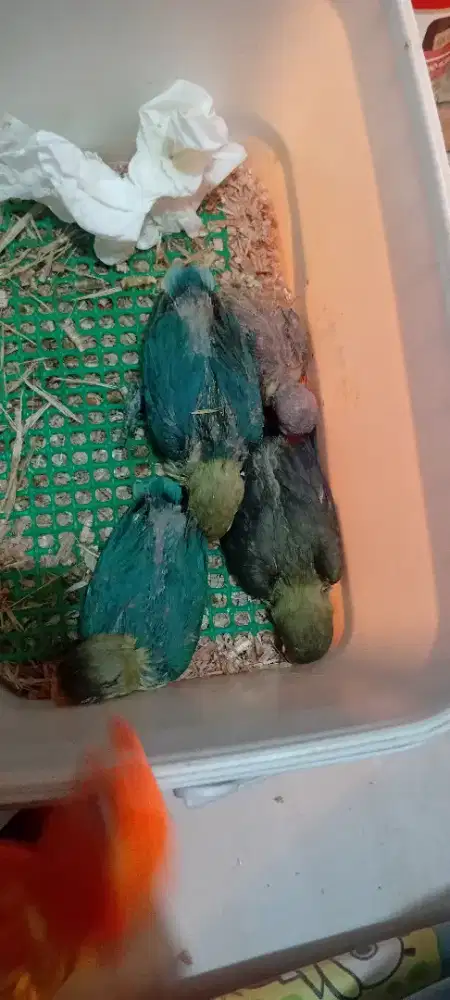 Jual lolohan/anakan lovebird warna parblu