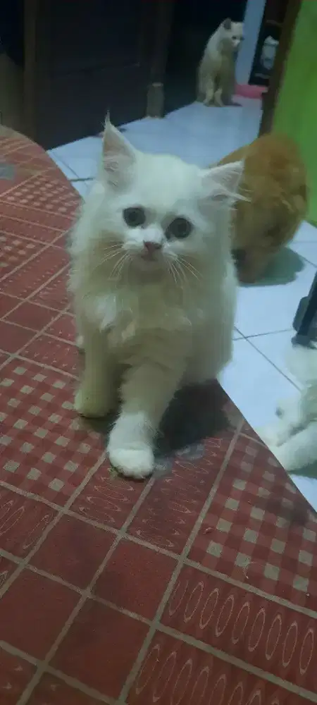 jual kucing persia