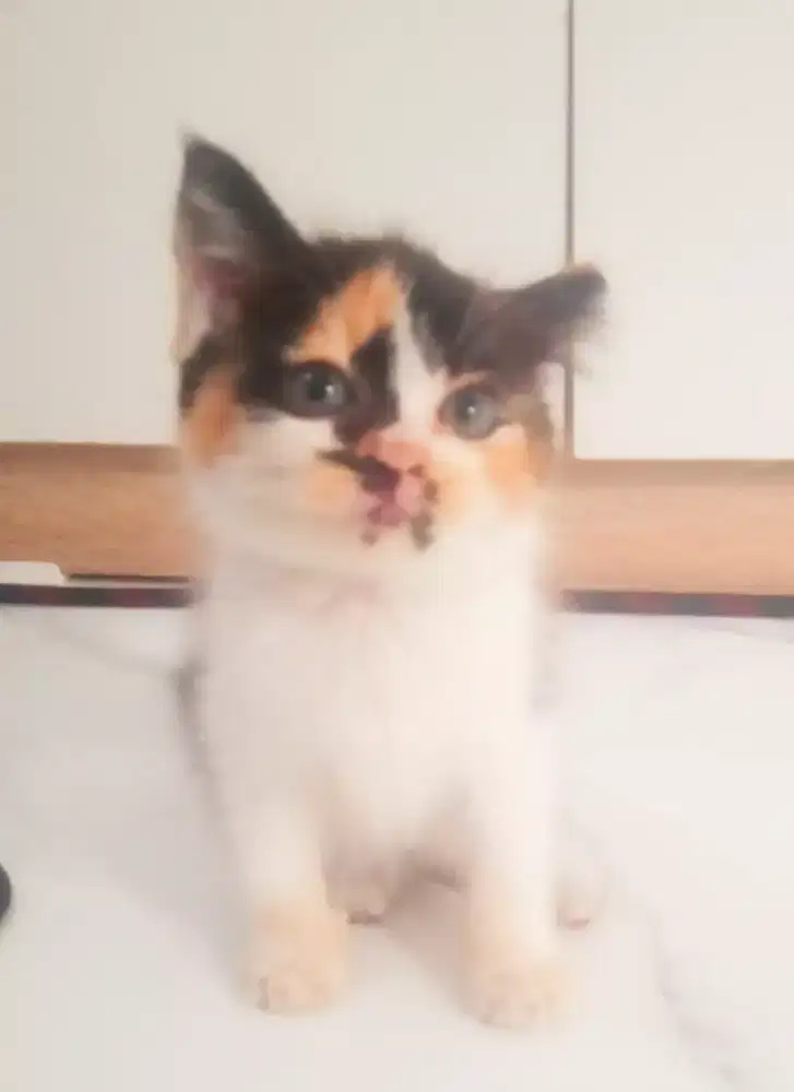 Kitten persia mix shorthair calico lincah sehat sdh mandiri