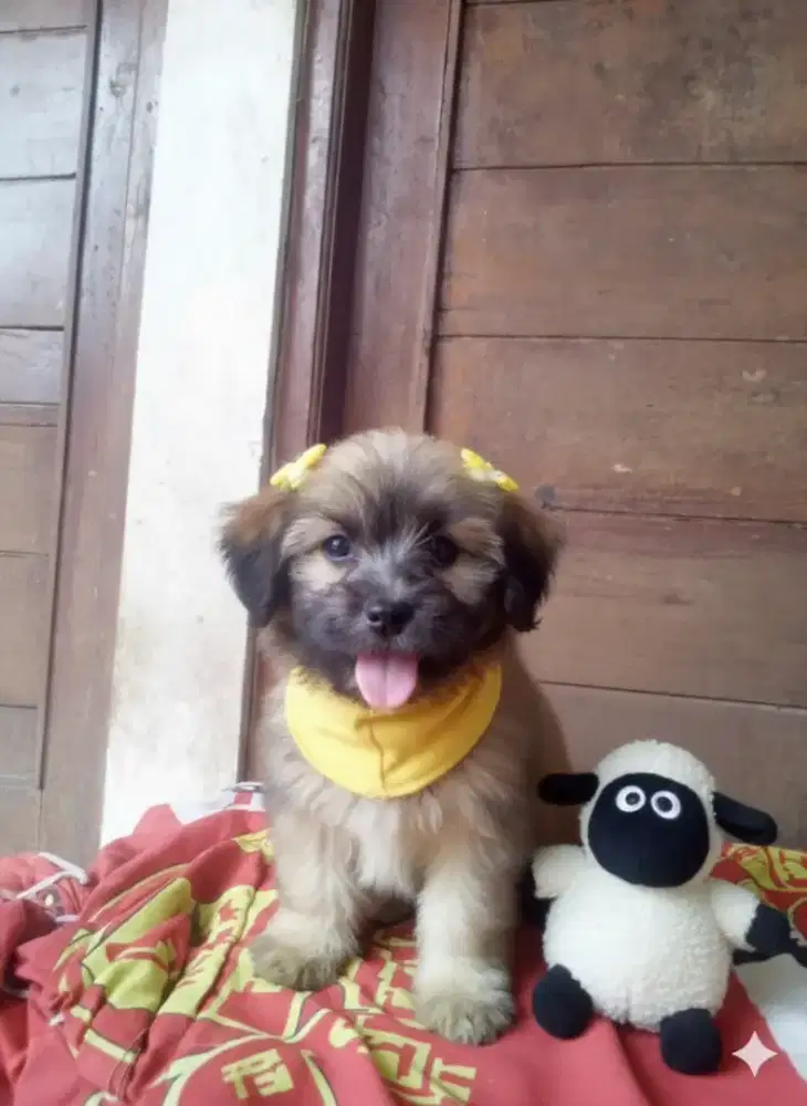 Shintzhu mix pom betina 2bulan nama yellow