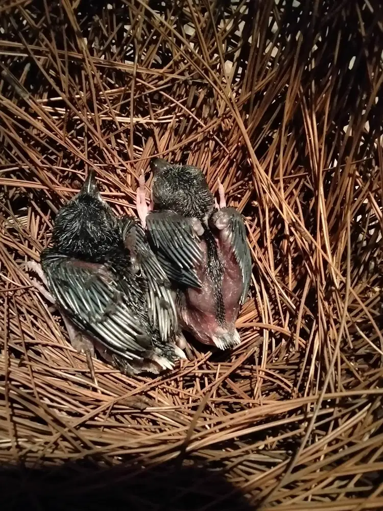 LOLOHAN MURAI TRAH EKOR 22