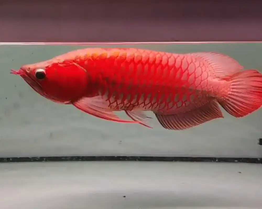 Arwana sumo otw ngeblok