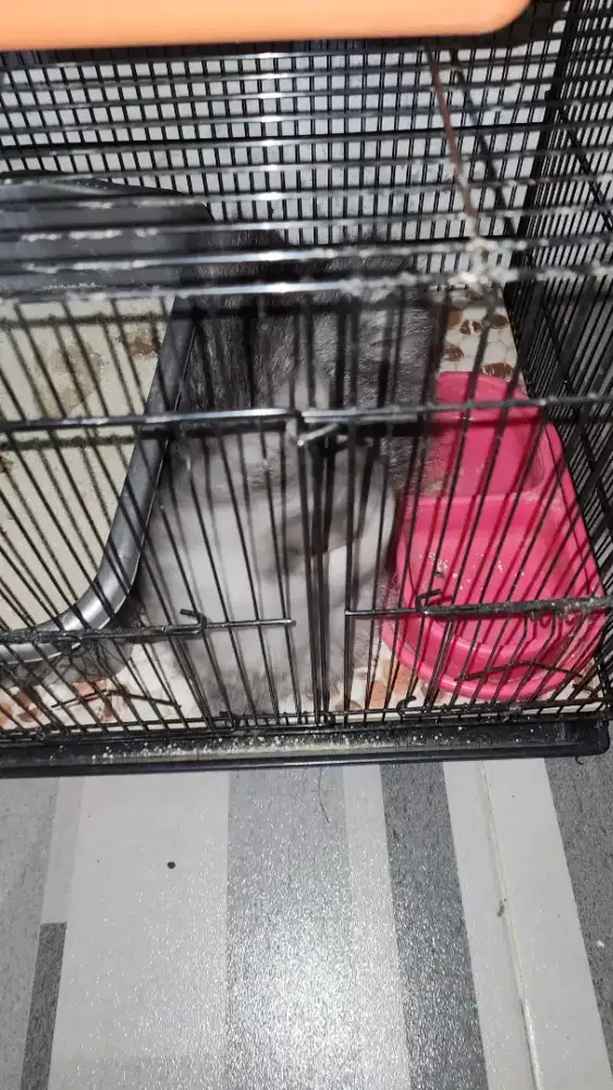 Kucing Persia Betina Induk