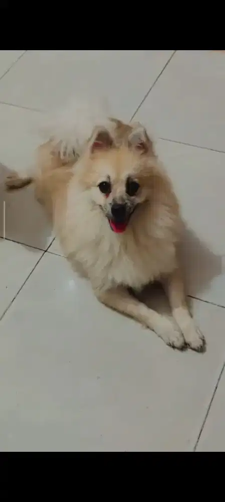 Dijual Anjing pom