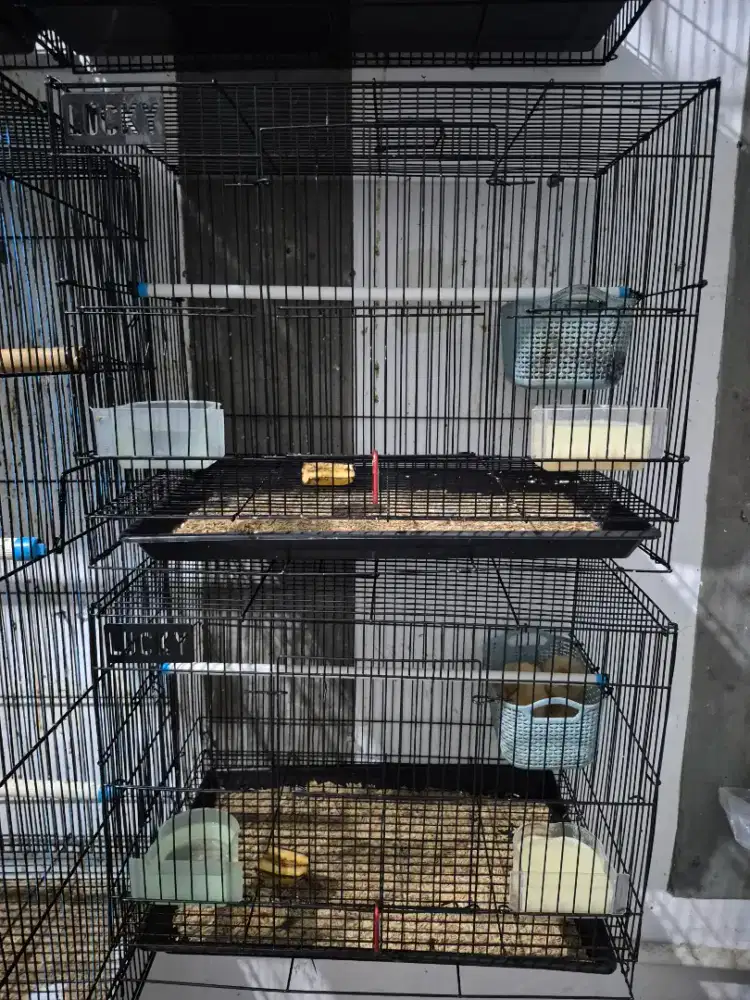 2 Pasang Sugar Glider Produktif + 2 Kandang Lucky Baru