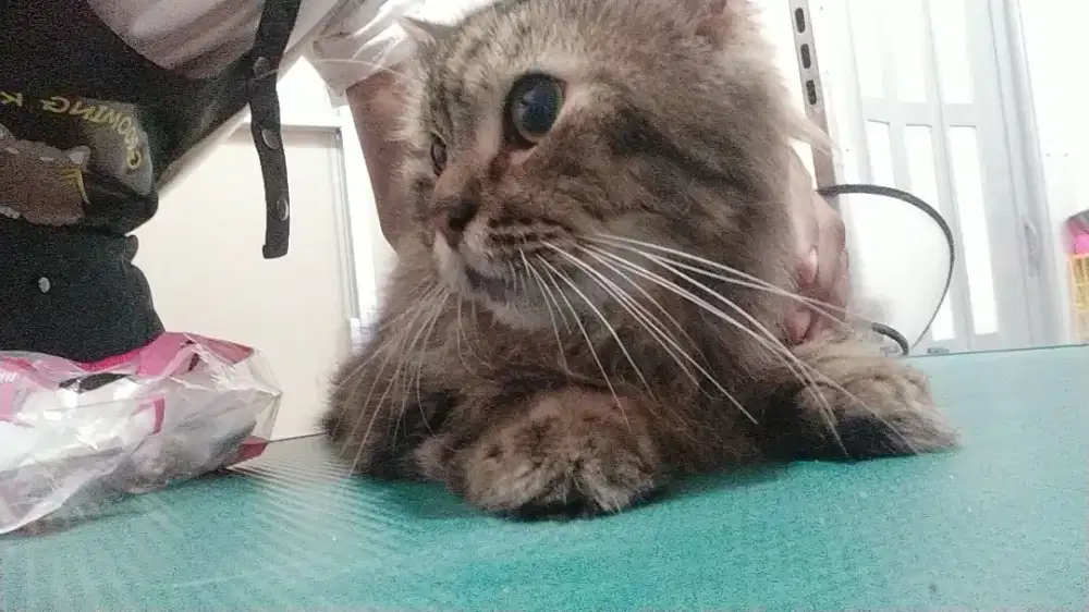 jasa antar jemput siap staybay dan harga terjangkau, minat? chatt