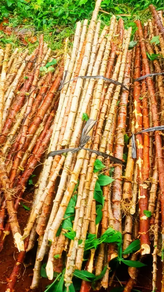 Batang Singkong Untuk Pagar Ataupun Bibit