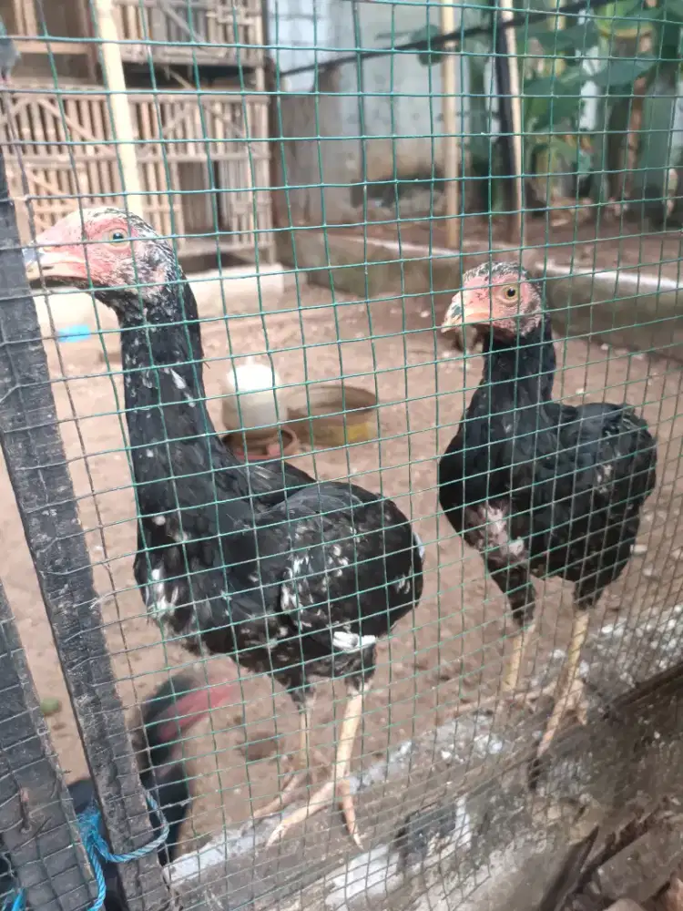 Derean bangkok usia 5,5 bln