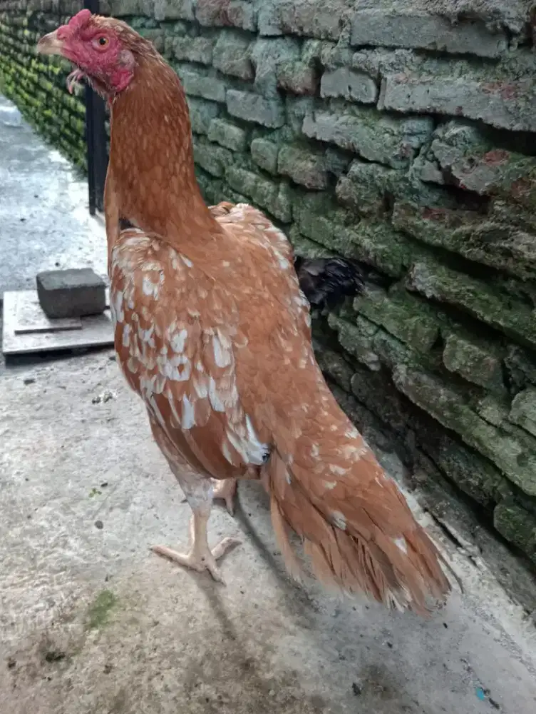 Ayam betina Bangkok body bsar ekor semi lidi