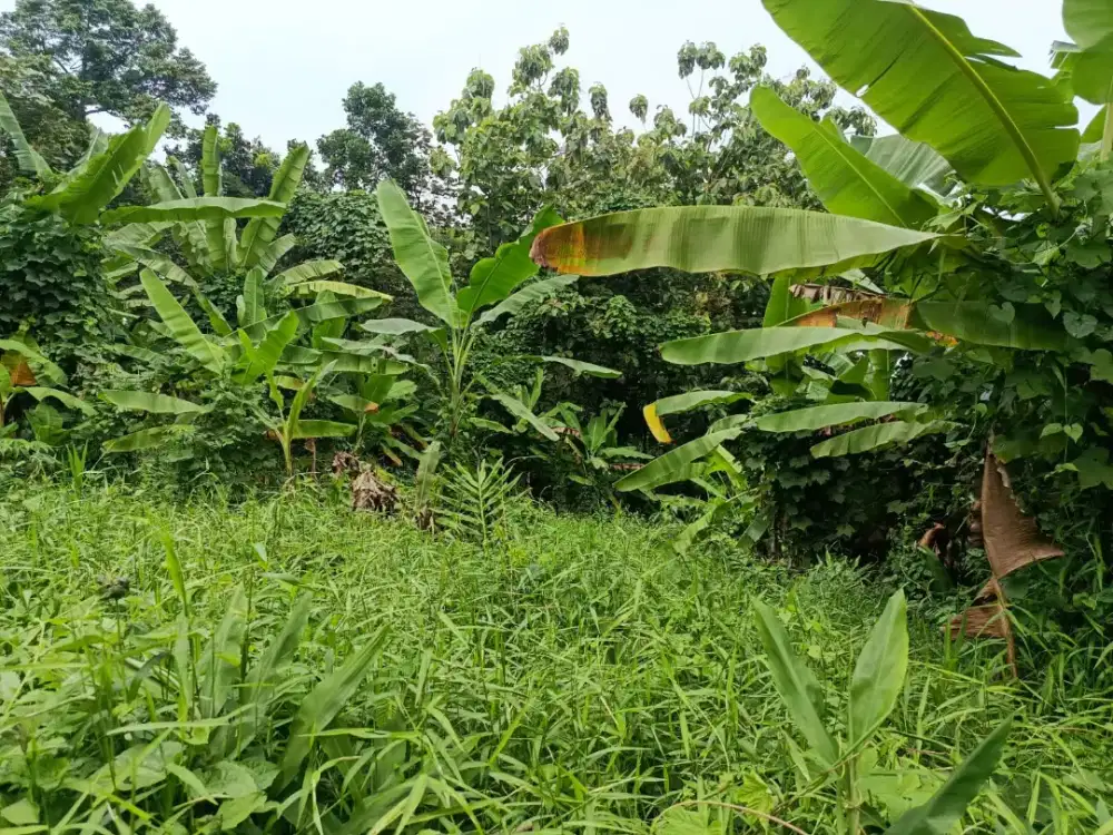 Jual Tanah Untuk Investasi / Ternak / Lainnya