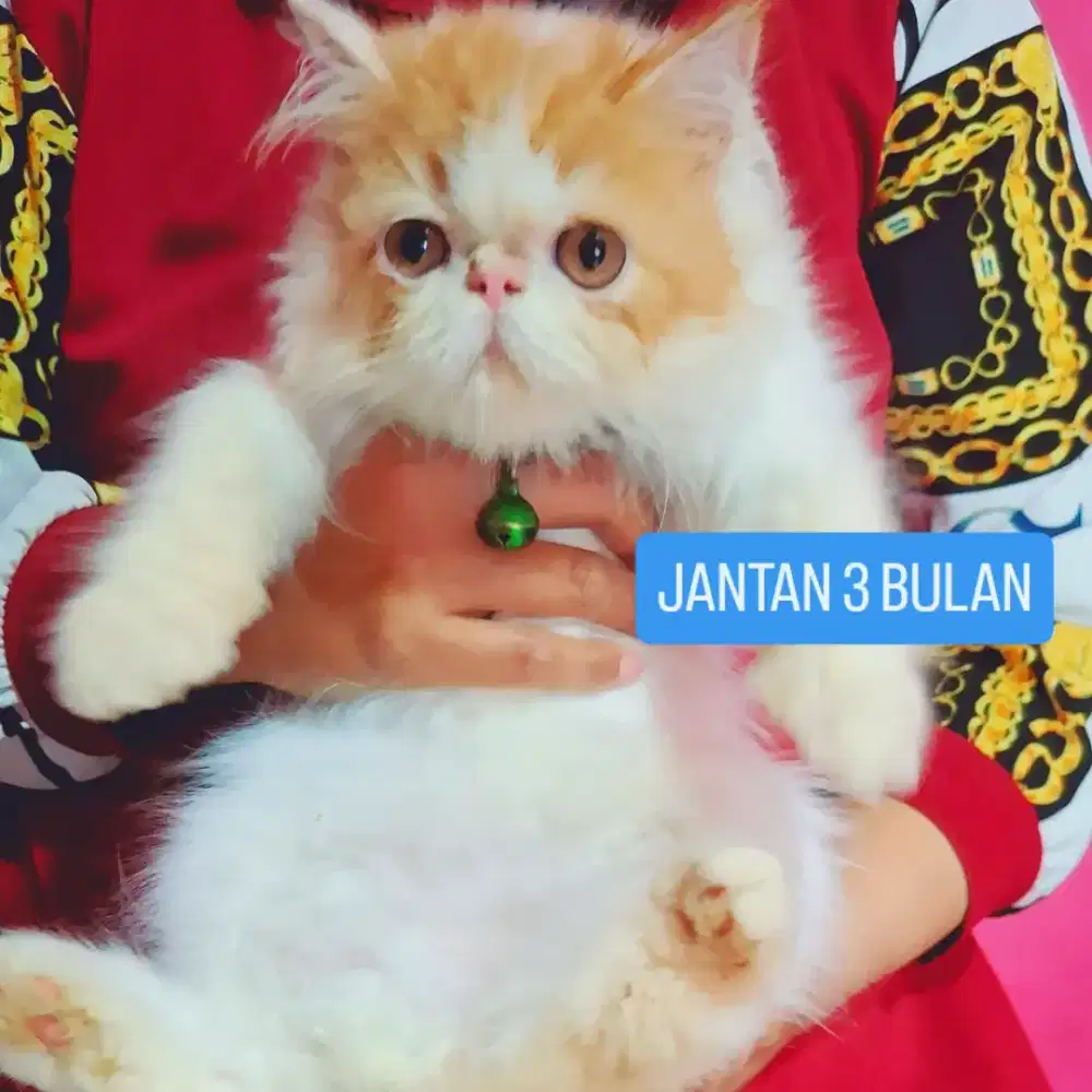 Peaknose jantan 3 bulan