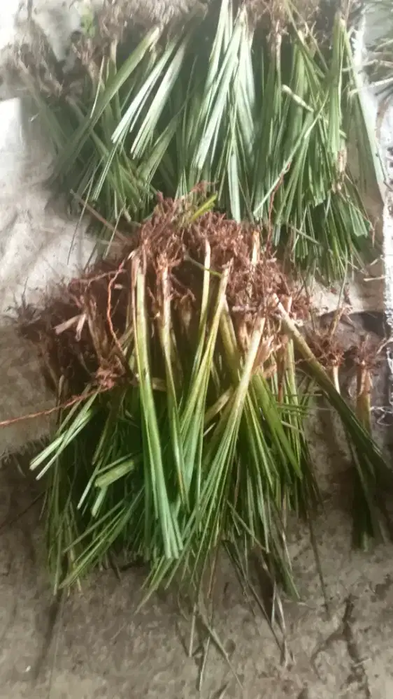 Rumput vetiver murah