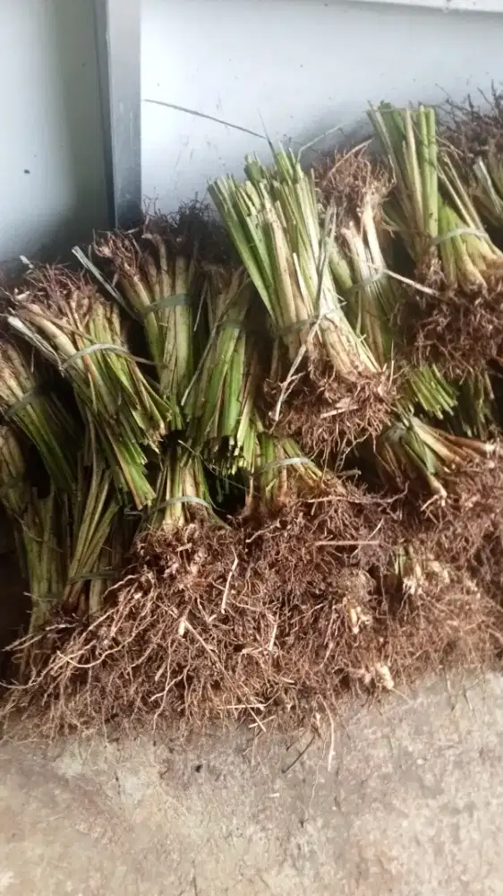 Rumput vetiver rumput penahan longsor