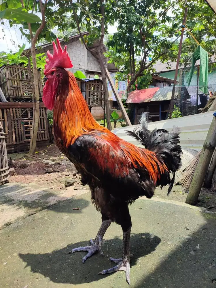 Ayam Pelung Trah Juara