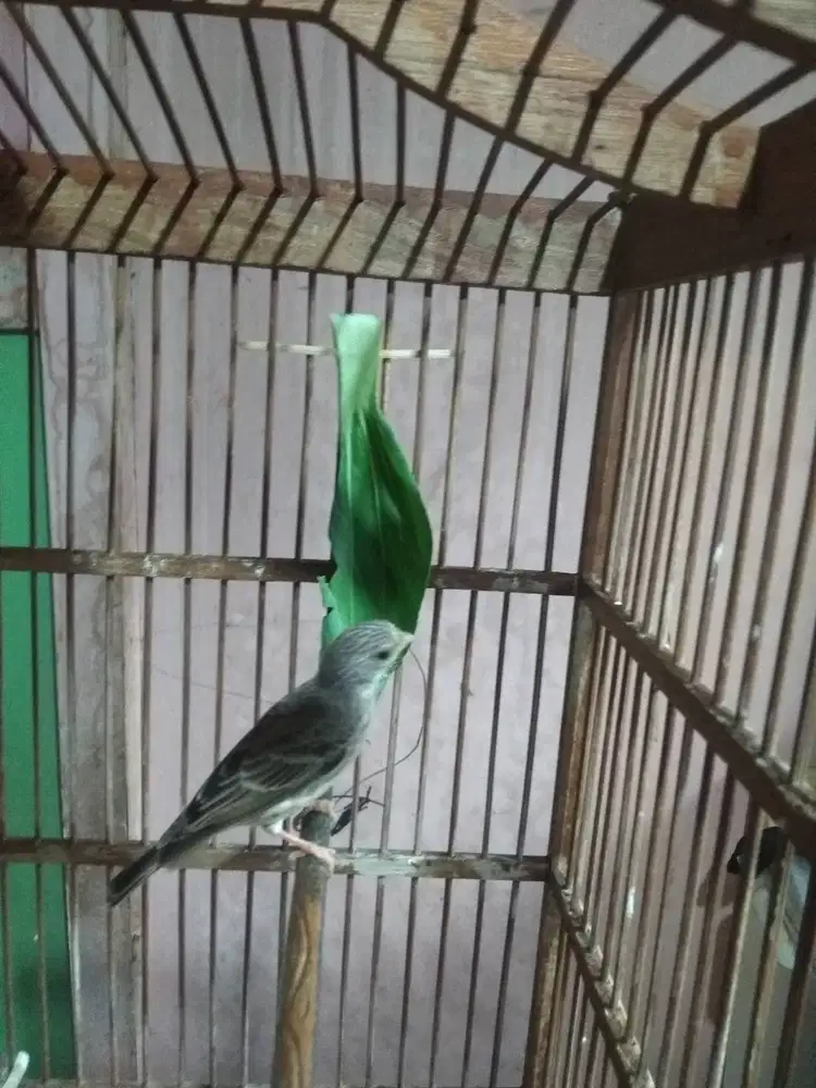 Sanger betina siapa ternak