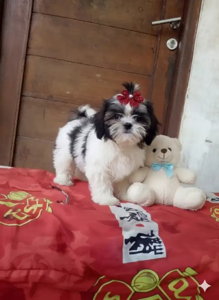 Puppy shintzhu betina 4bulan