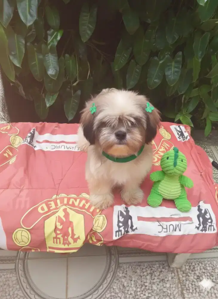 Shintzhu puppy betina 5bulan