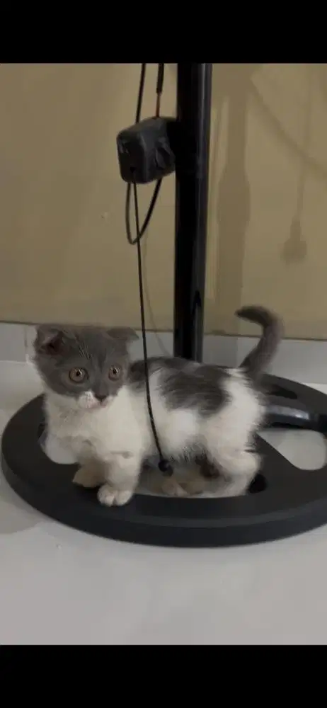 Bsh munchkin sf british short hair kitten