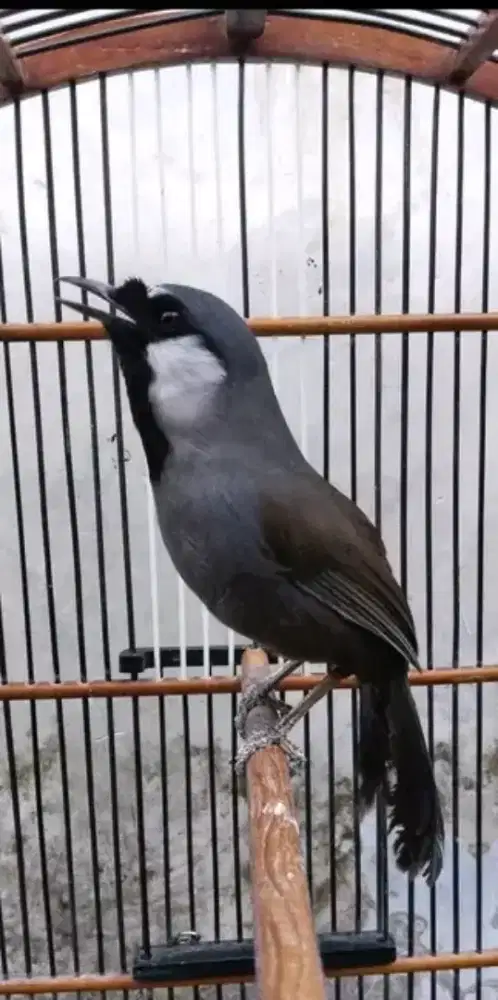 Poksay hongkong jantan gacor body jumbo