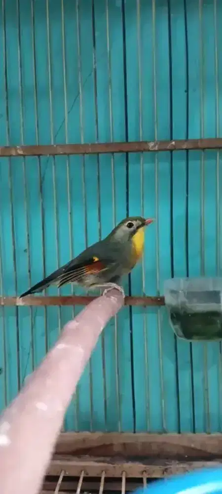 Burung r0bin jantan mulus rajin bunyi