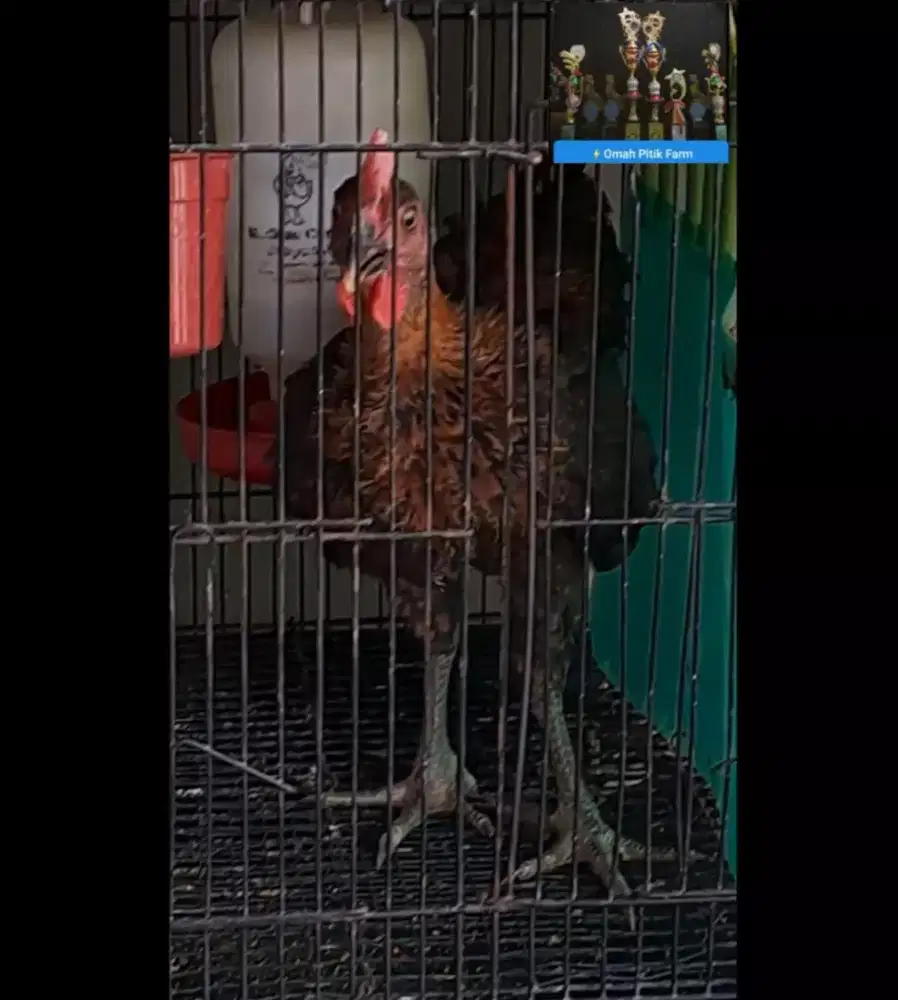 AYAM KETAWA JANTAN TYPE SLOW TRAH JUARA