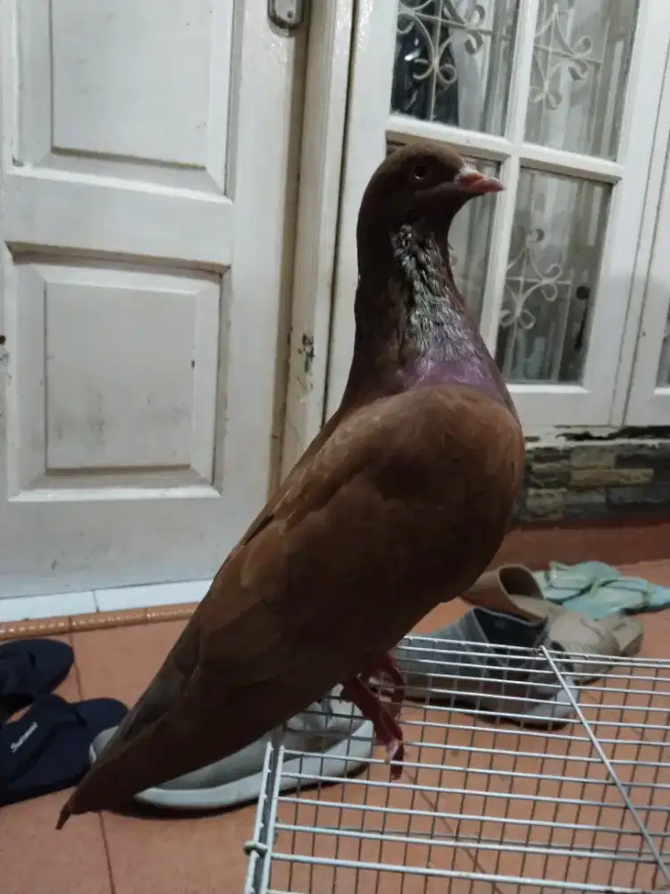 Merpati kolong bebas