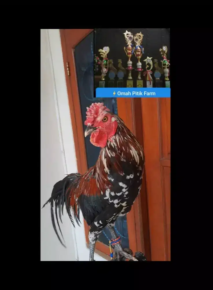 AYAM KETAWA JANTAN REMAJA JENGGER MAWAR MURAH