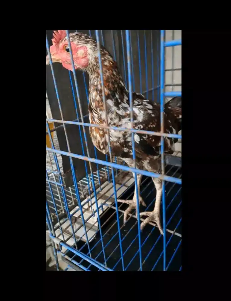 AYAM KETAWA JANTAN DURASI SAMBUNG x DURASI PANJANG