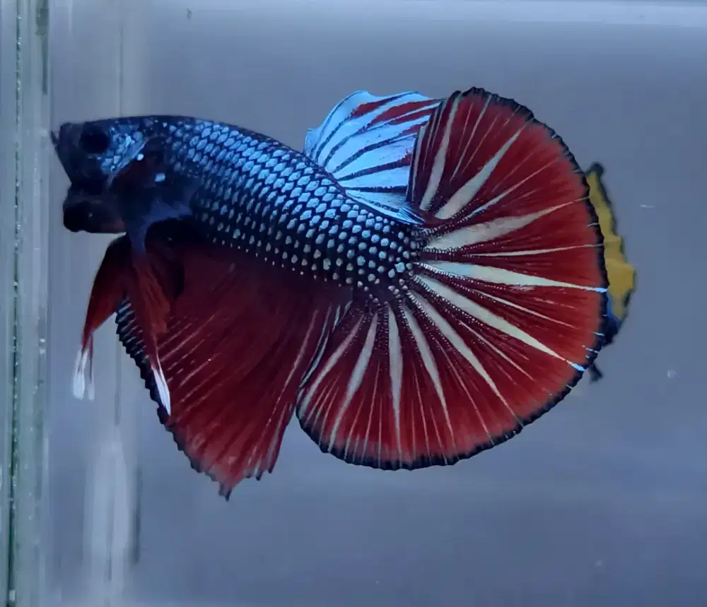 ikan cupang hmpk red coper