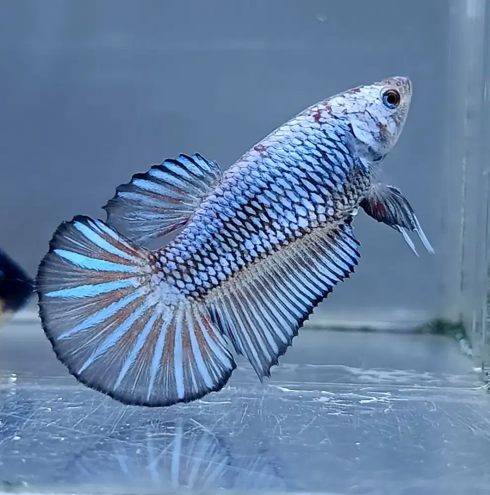 ikan cupang hmpk betina