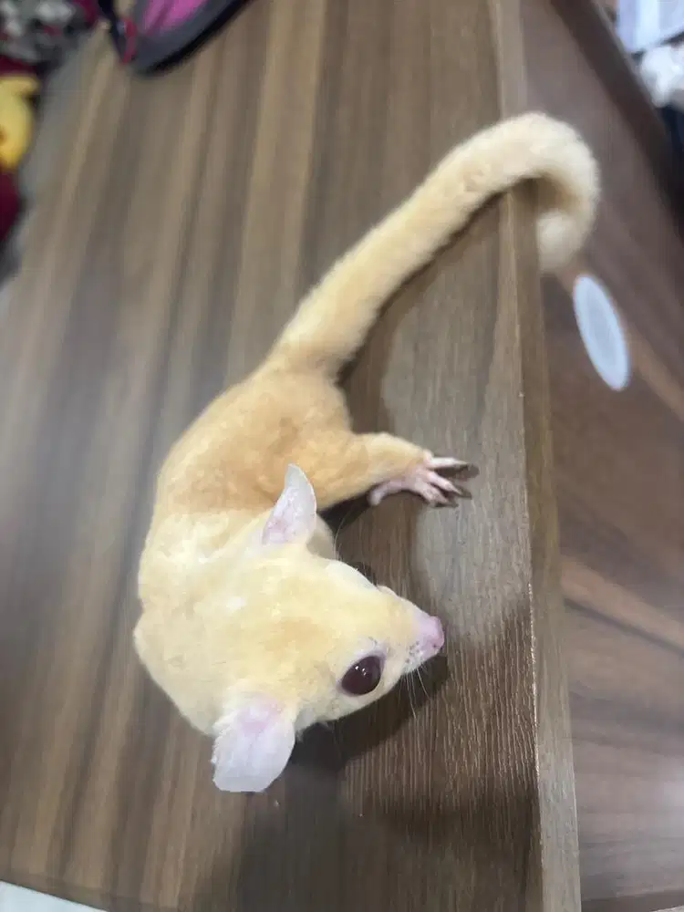 Sugar glider ruby leu betina indukan proven