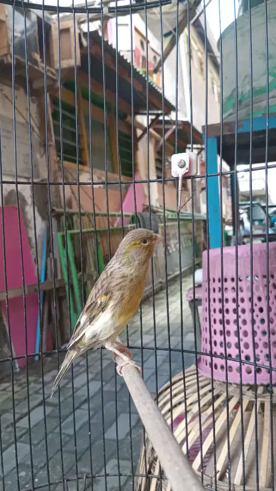 Kenari loperan pasca mabung